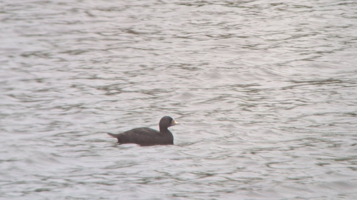 Common Scoter - ML623512286