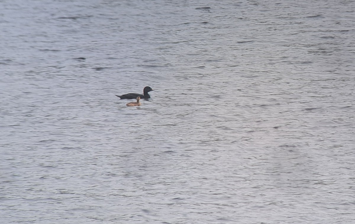 Common Scoter - ML623512287