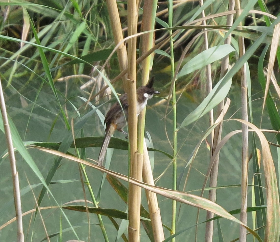 Red-whiskered Bulbul - ML623512292