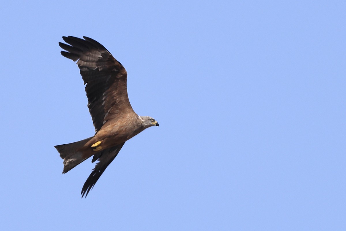 Black Kite (Black) - ML623512337