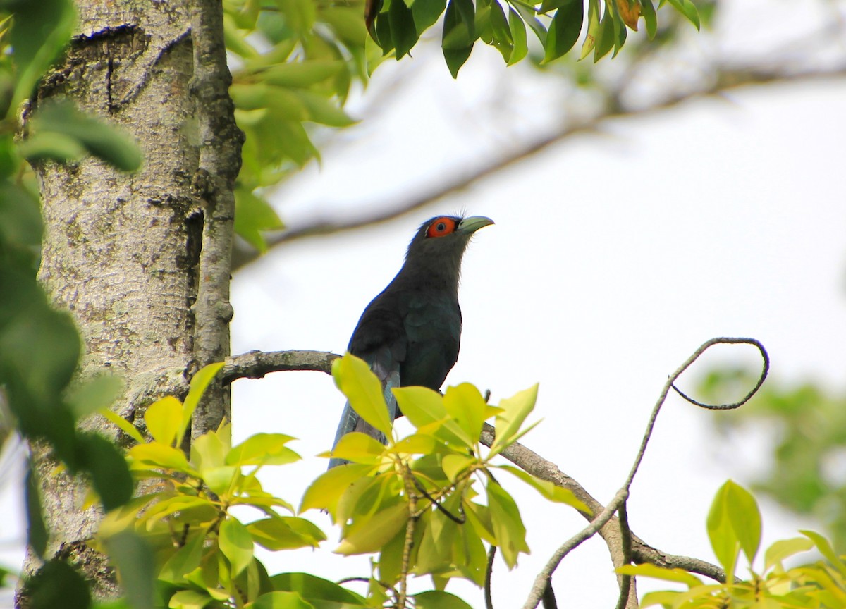 Chestnut-bellied Malkoha - ML623512375