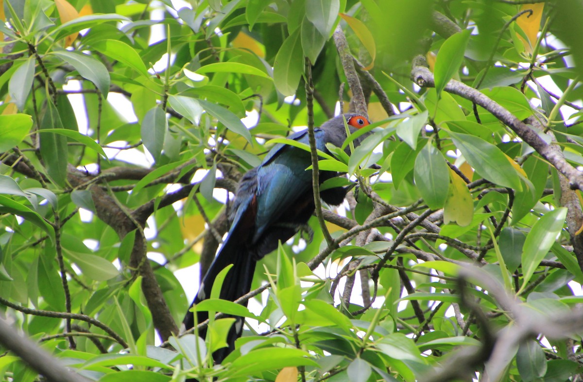 Chestnut-bellied Malkoha - ML623512376