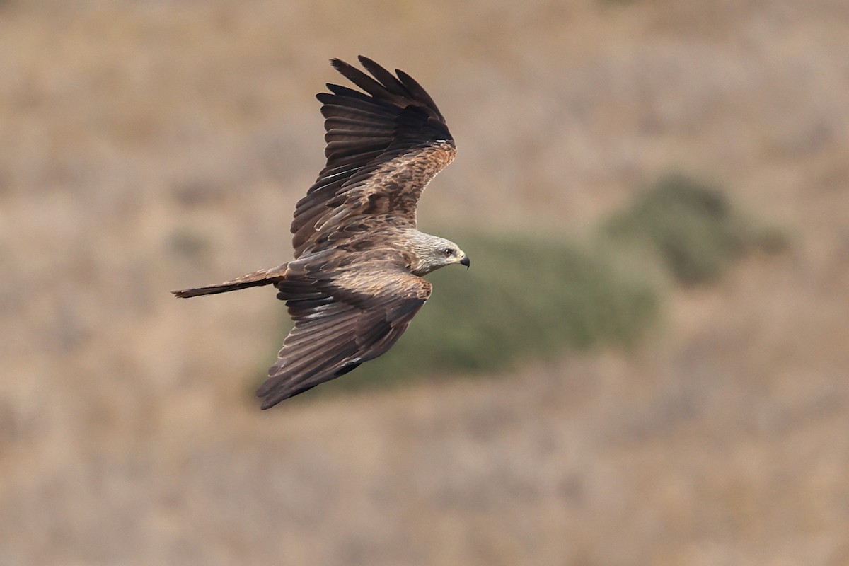 Black Kite (Black) - ML623512396