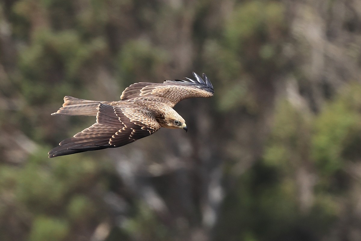 Black Kite (Black) - Paul (Mac) Smith   🦅