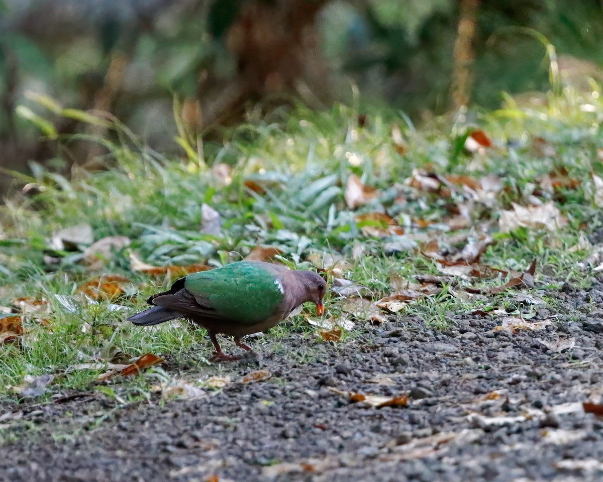 Pacific Emerald Dove - ML623512407