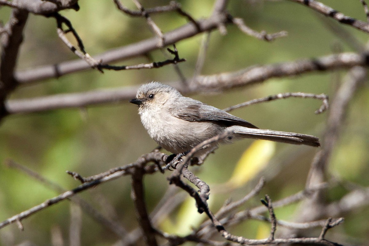 Bushtit - ML623512427