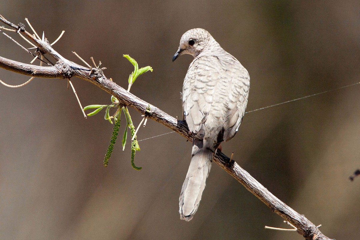 Inca Dove - ML623512487