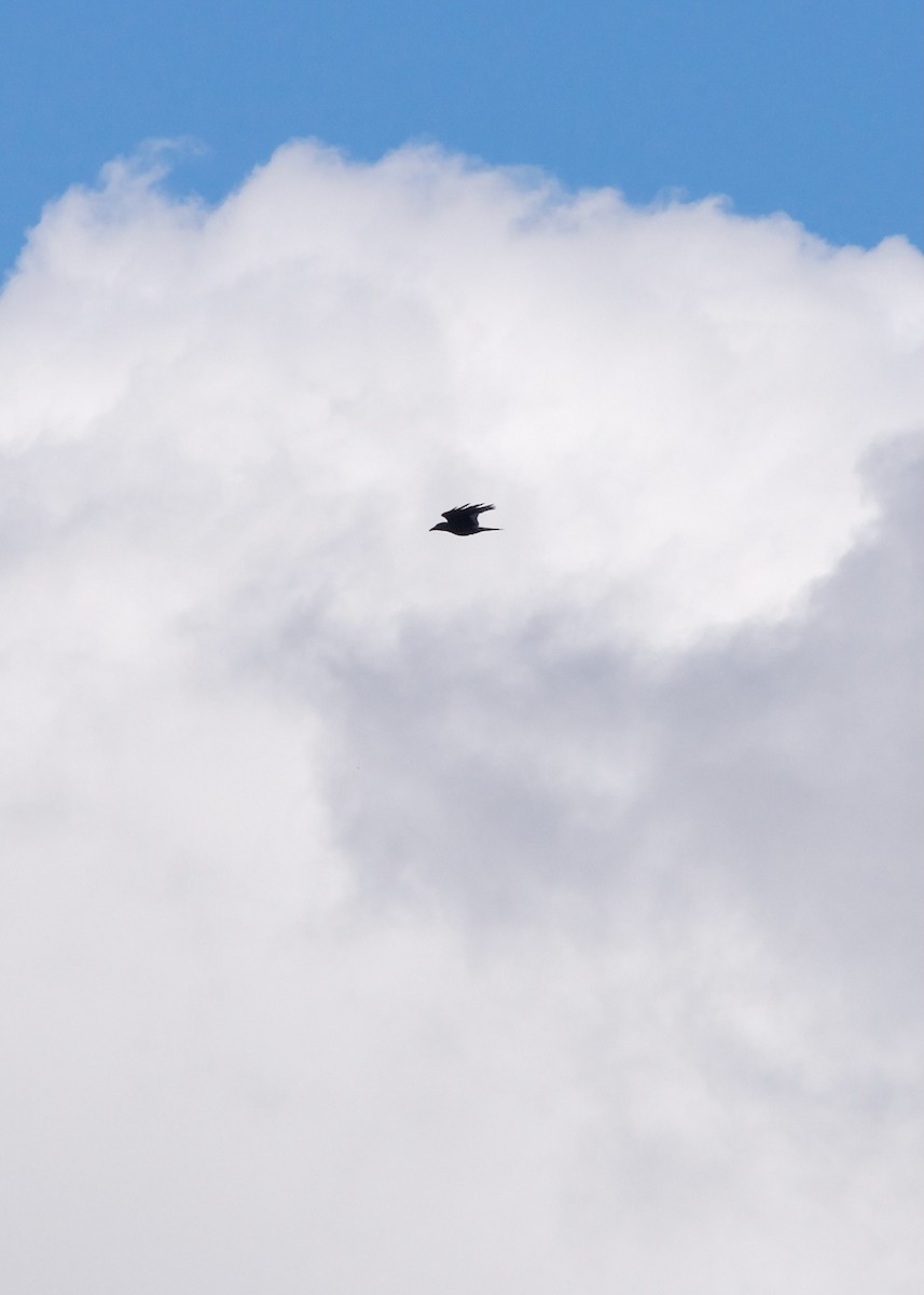 Common Raven - ML623512525