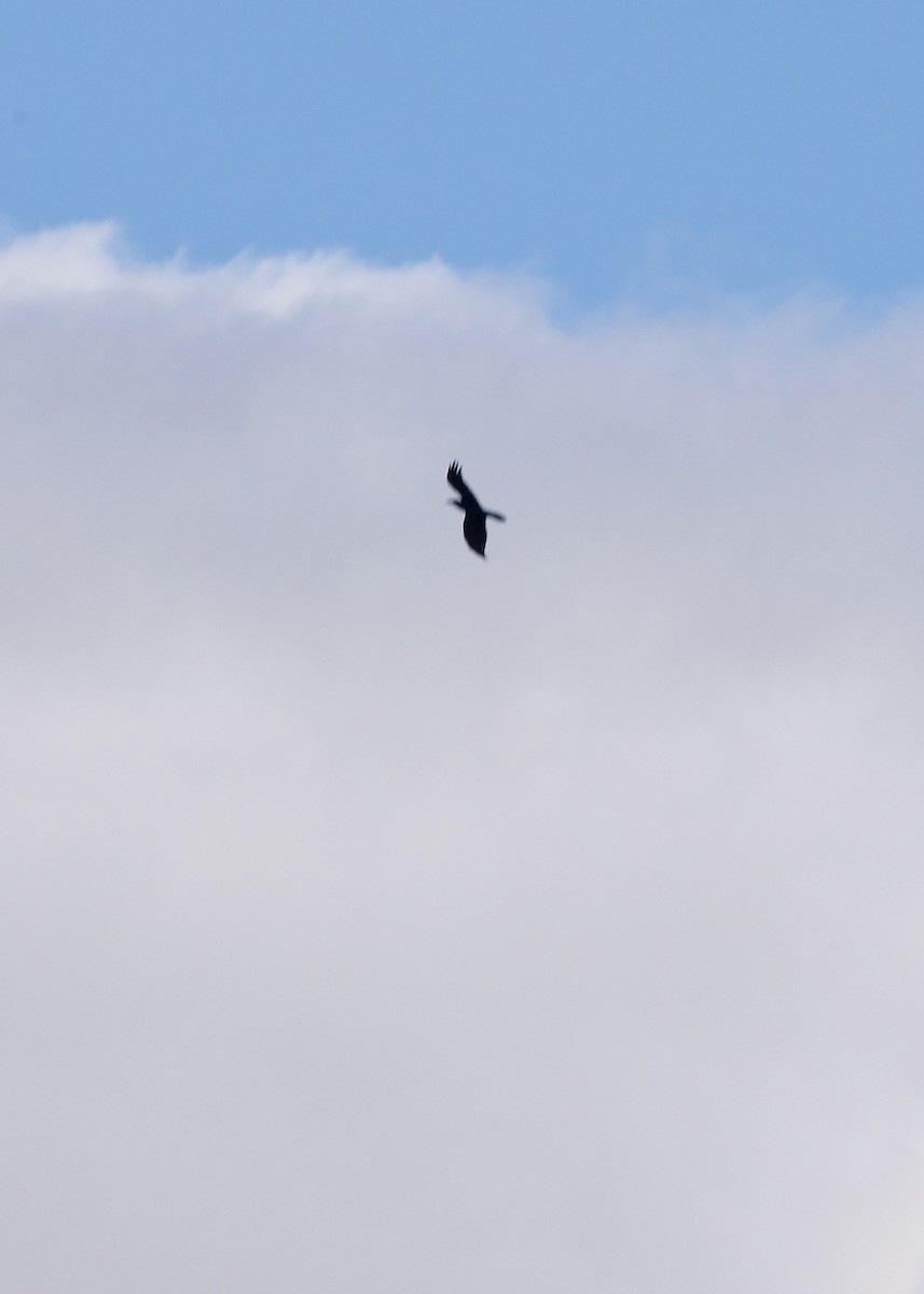 Common Raven - ML623512527