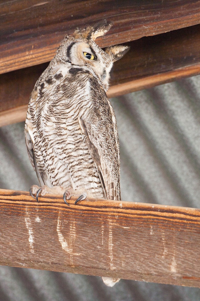 Great Horned Owl - Richard Dunn