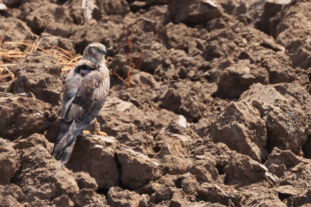 Montagu's Harrier - Paul (Mac) Smith   🦅