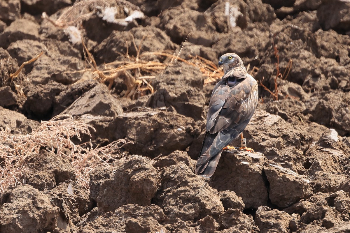 Montagu's Harrier - Paul (Mac) Smith   🦅