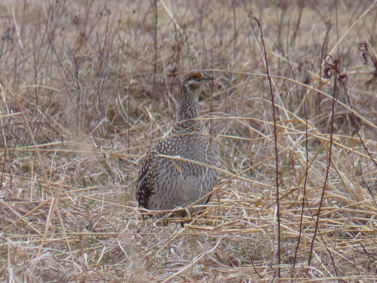 Gallo de las Praderas Rabudo - ML623512543