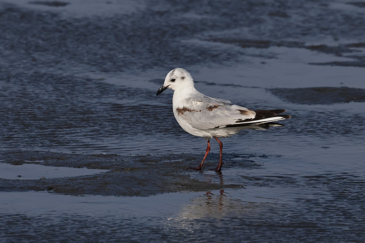 Mouette de Saunders - ML623512548