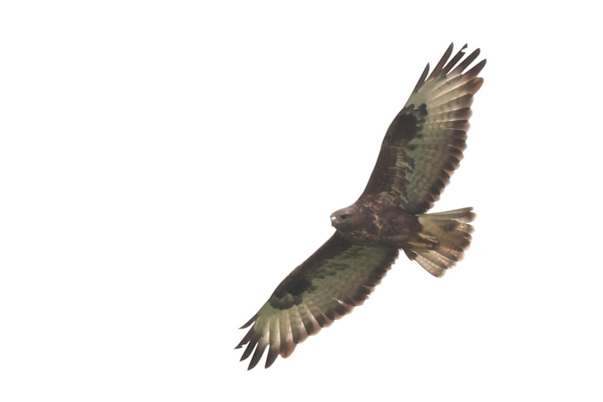 Buse variable (buteo) - ML623512549