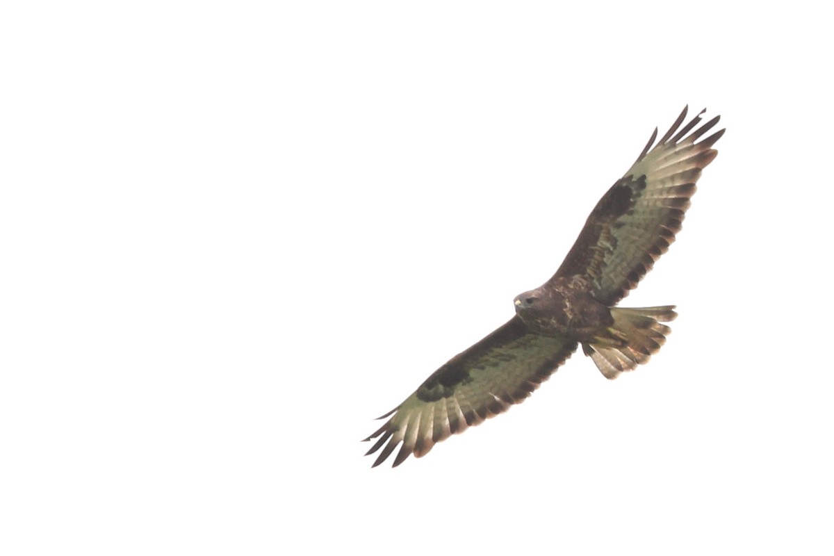 Buse variable (buteo) - ML623512550