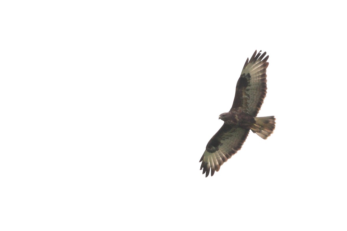 Buse variable (buteo) - ML623512551