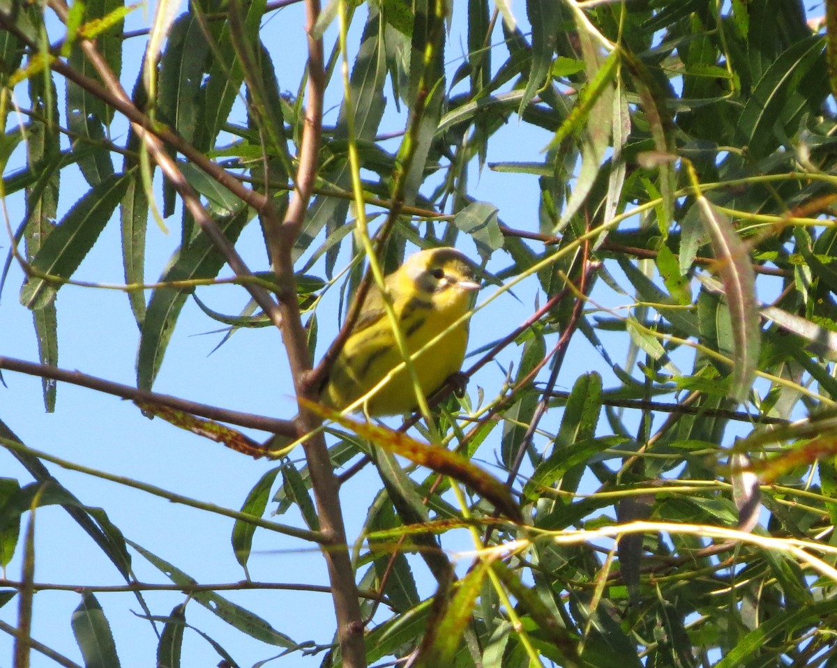 Paruline des prés - ML623512553