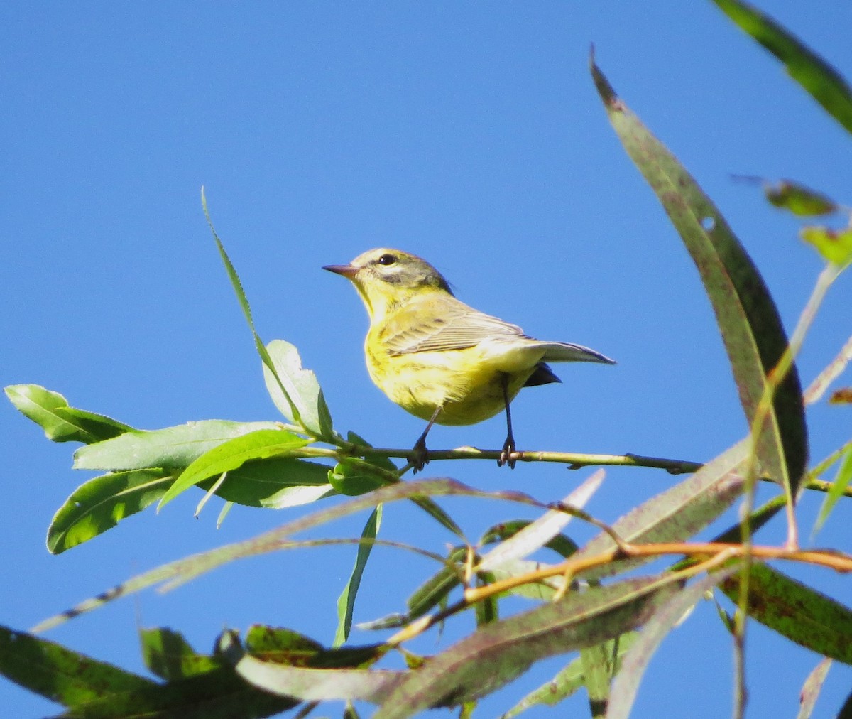 Paruline des prés - ML623512554