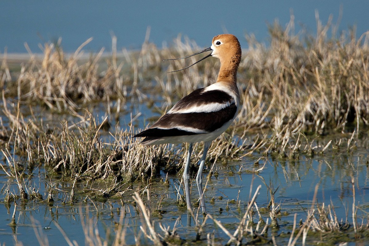 American Avocet - ML623512564