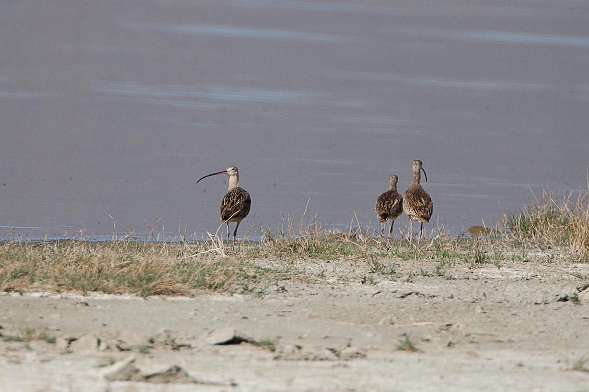 Long-billed Curlew - ML623512565