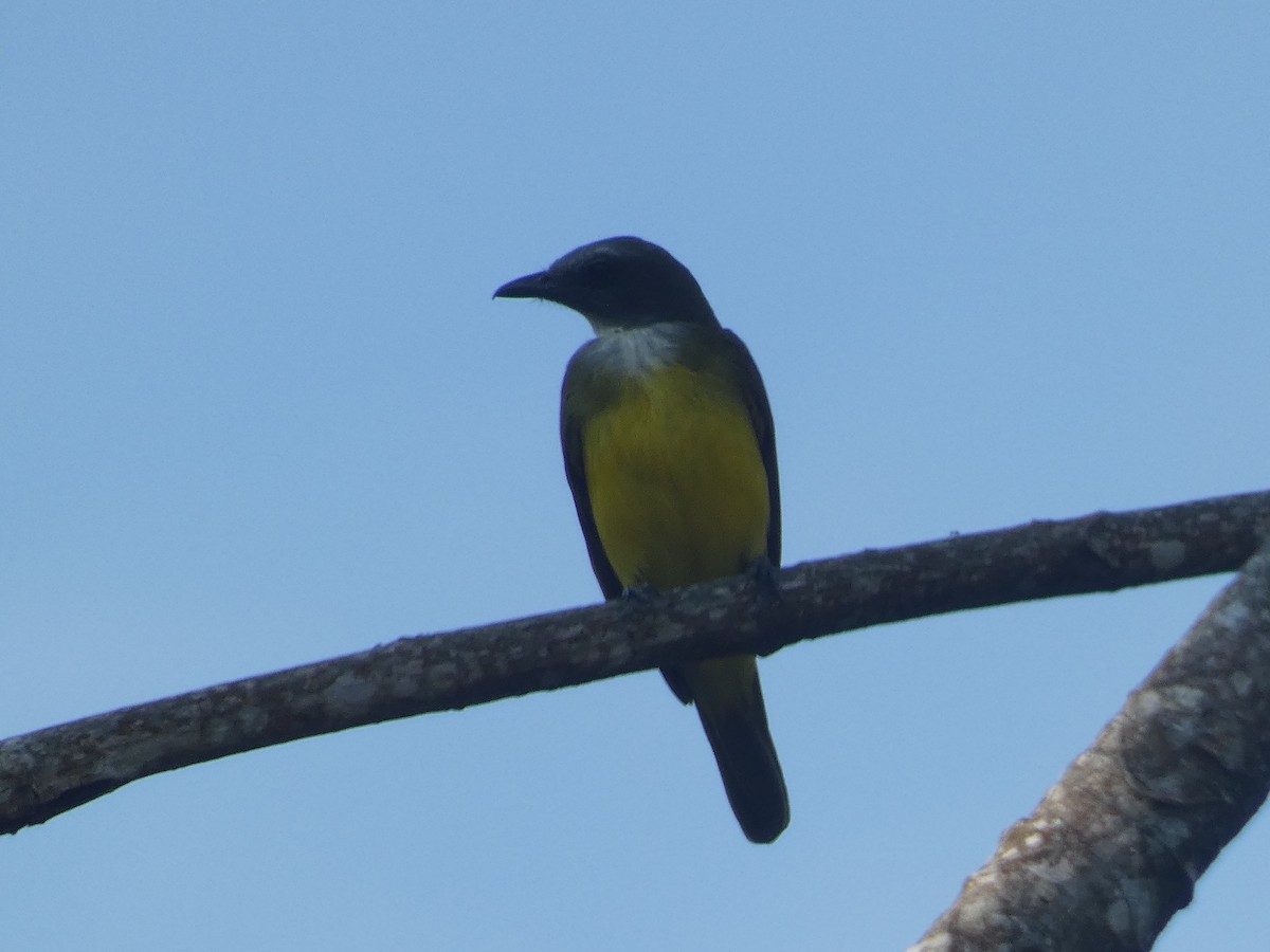 Sulphury Flycatcher - ML623512571