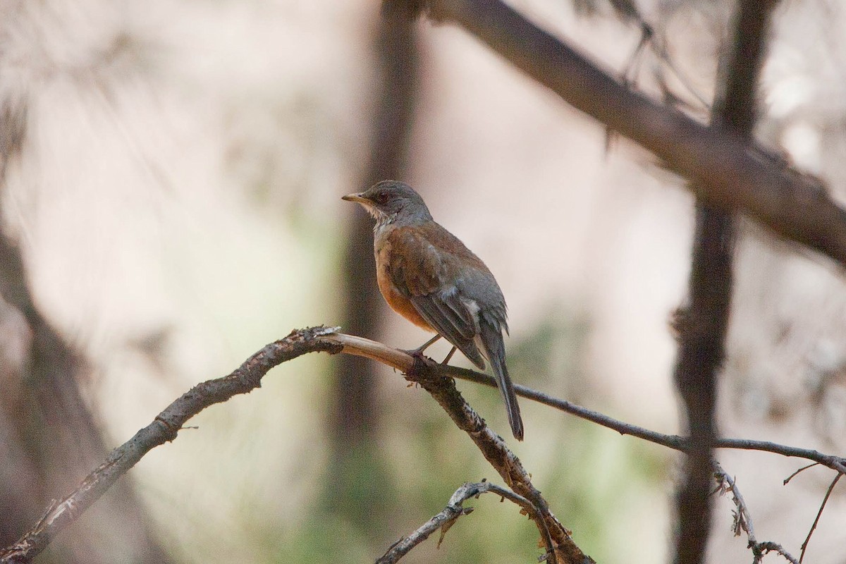 Rufous-backed Robin - ML623512598