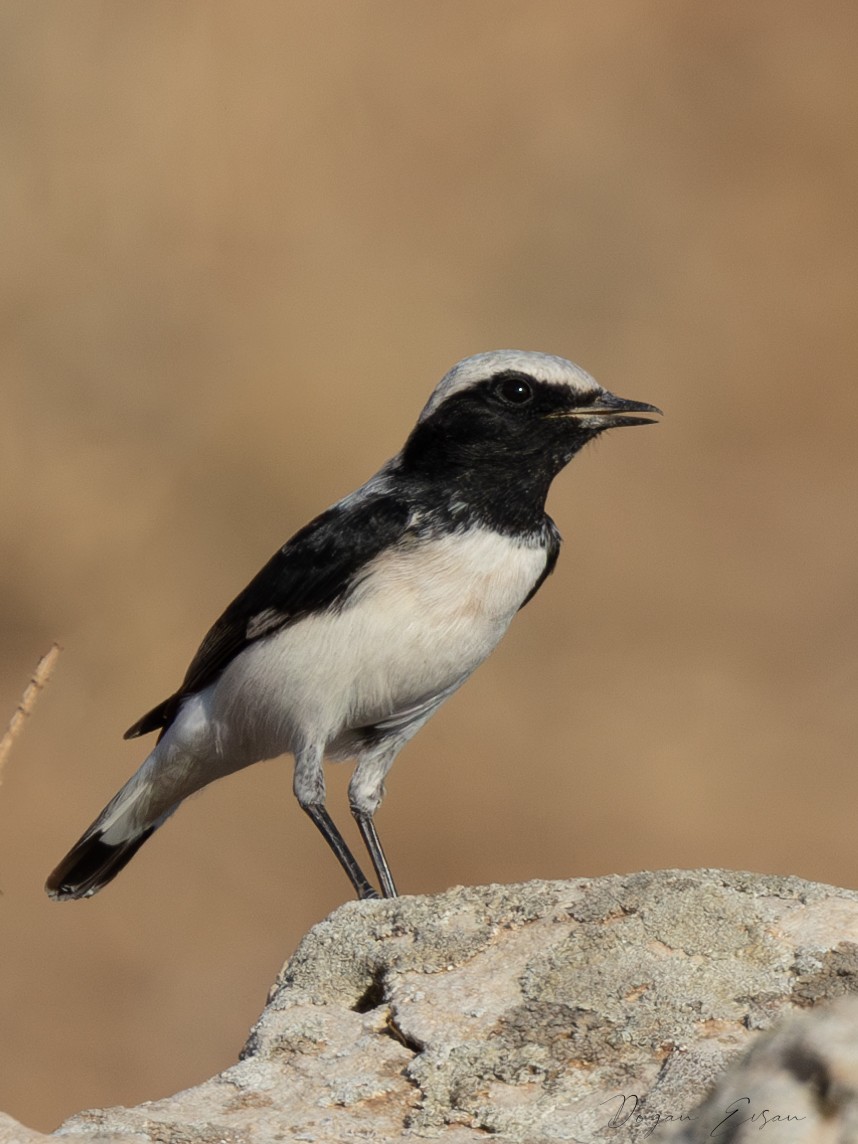 Finsch's Wheatear - ML623512600