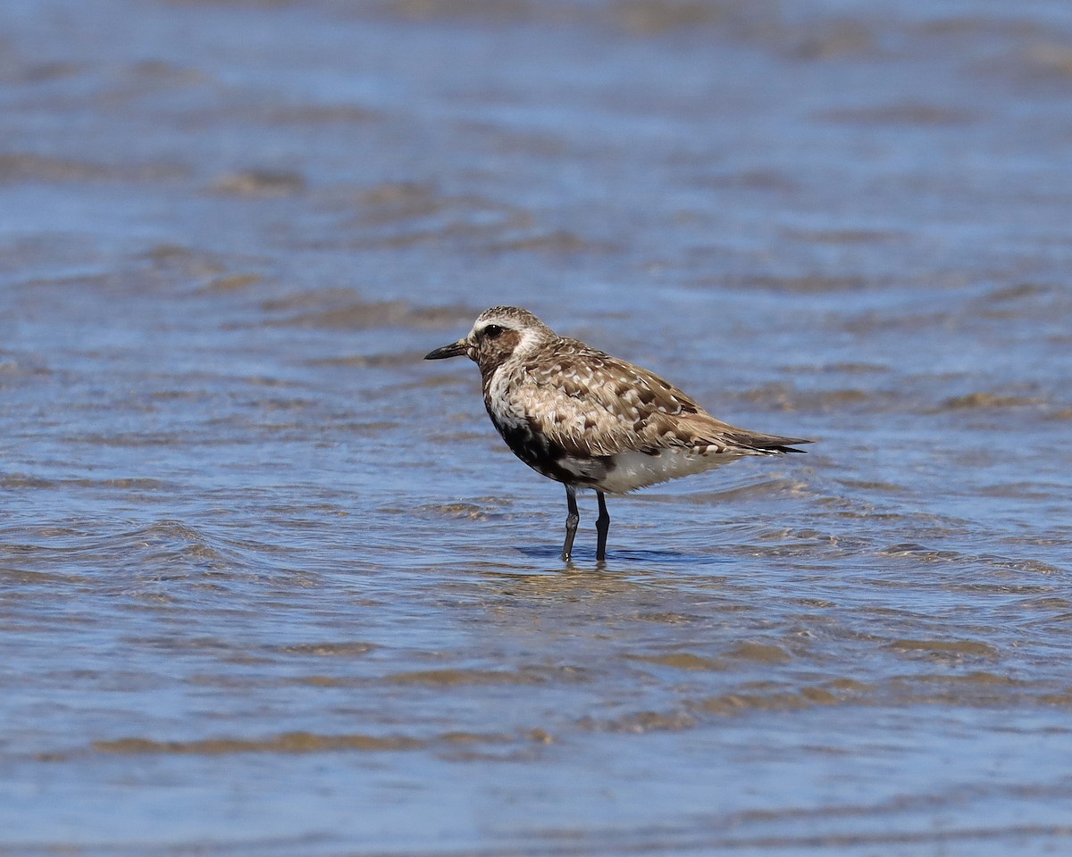 Black-bellied Plover - John Lowry