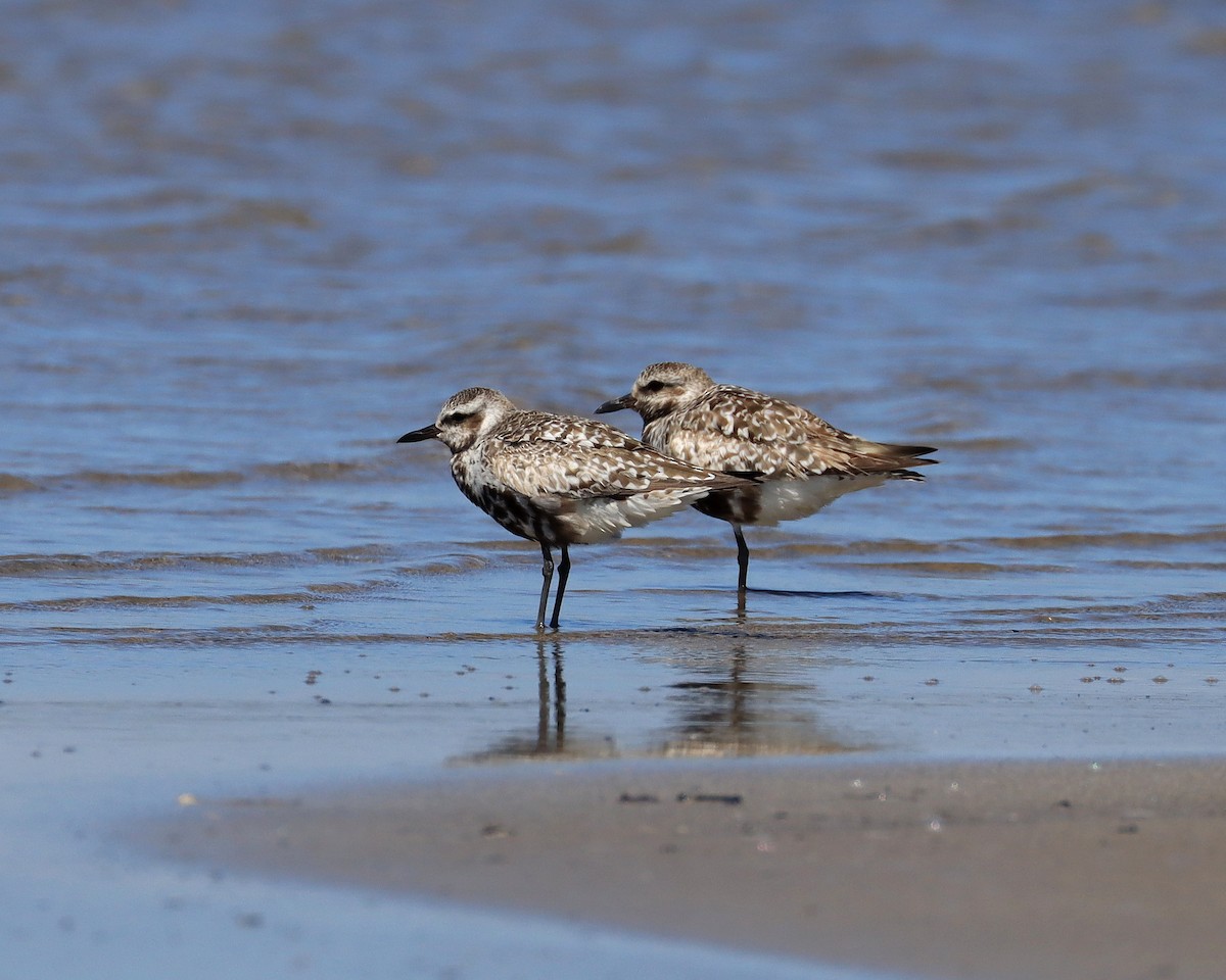 Black-bellied Plover - ML623512609