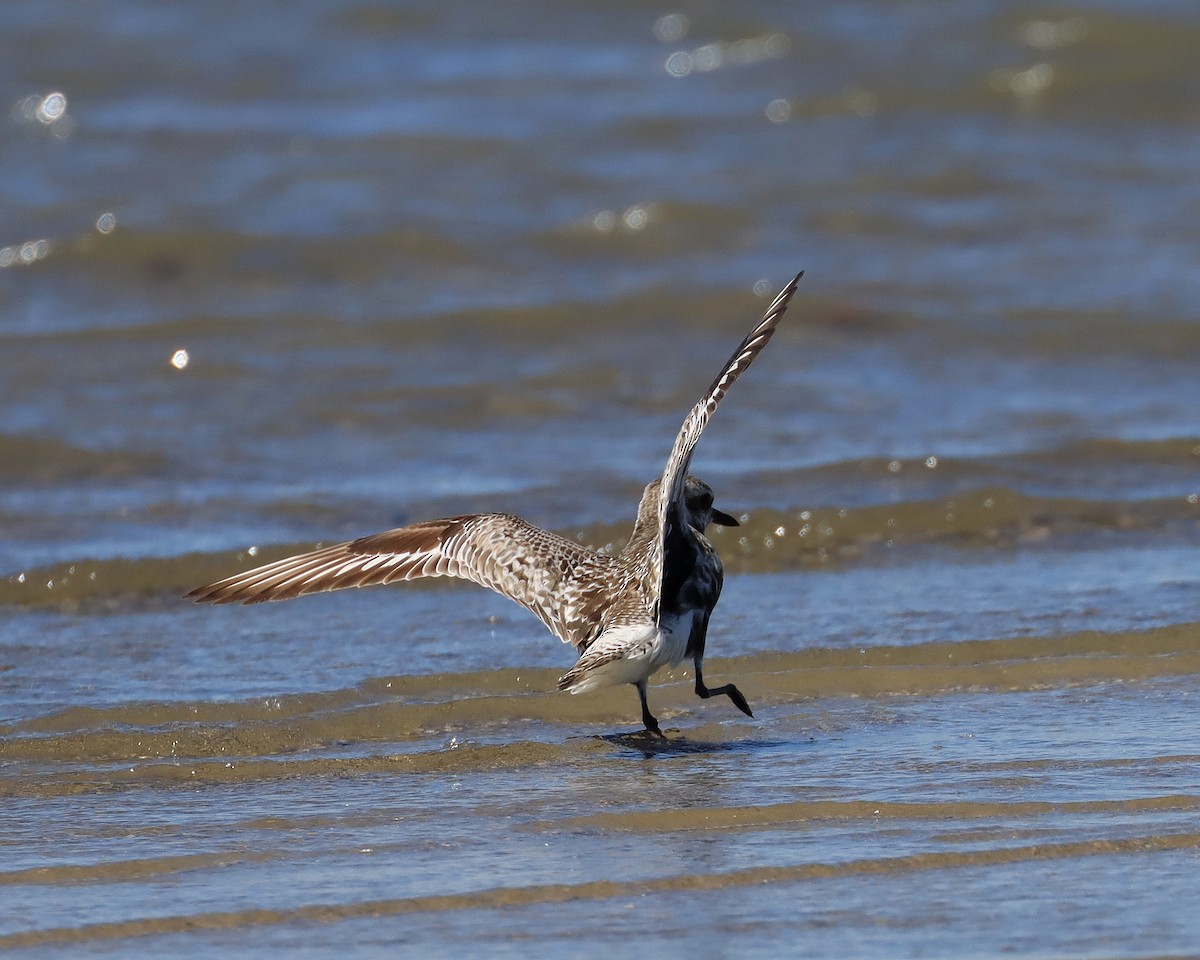 Black-bellied Plover - ML623512610