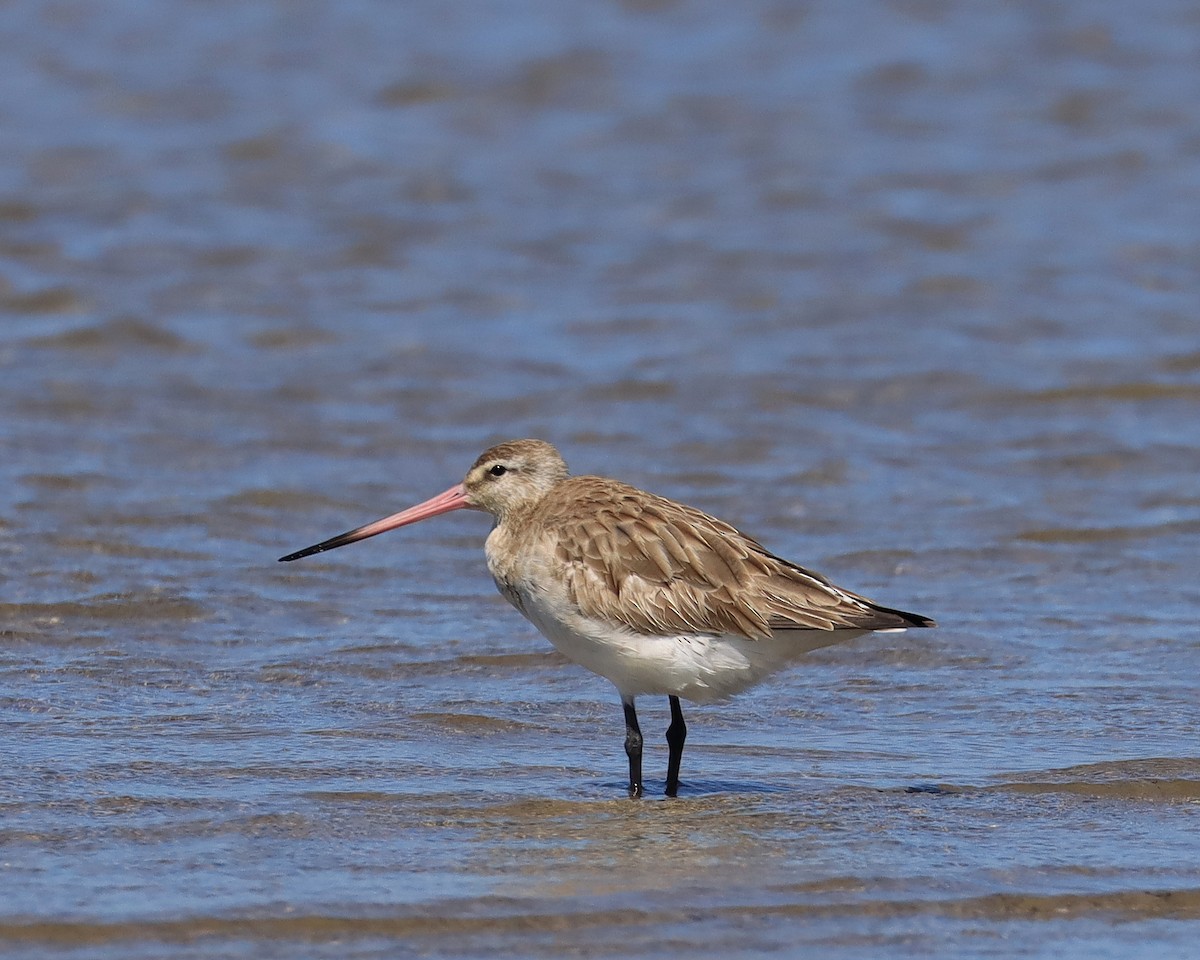 Bar-tailed Godwit - John Lowry