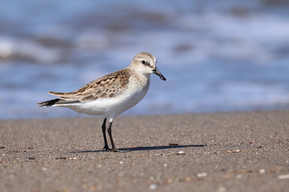 Red-necked Stint - ML623512620