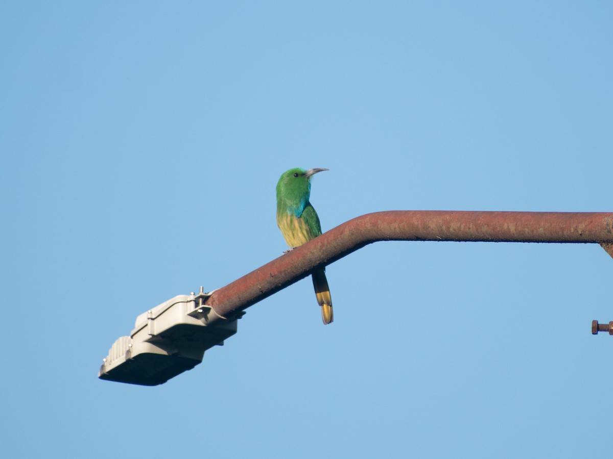 Blue-bearded Bee-eater - ML623512625