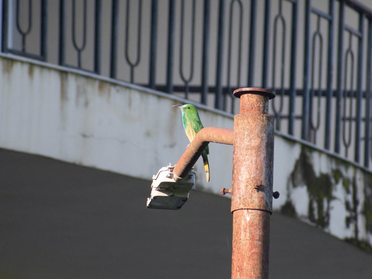 Blue-bearded Bee-eater - ML623512626