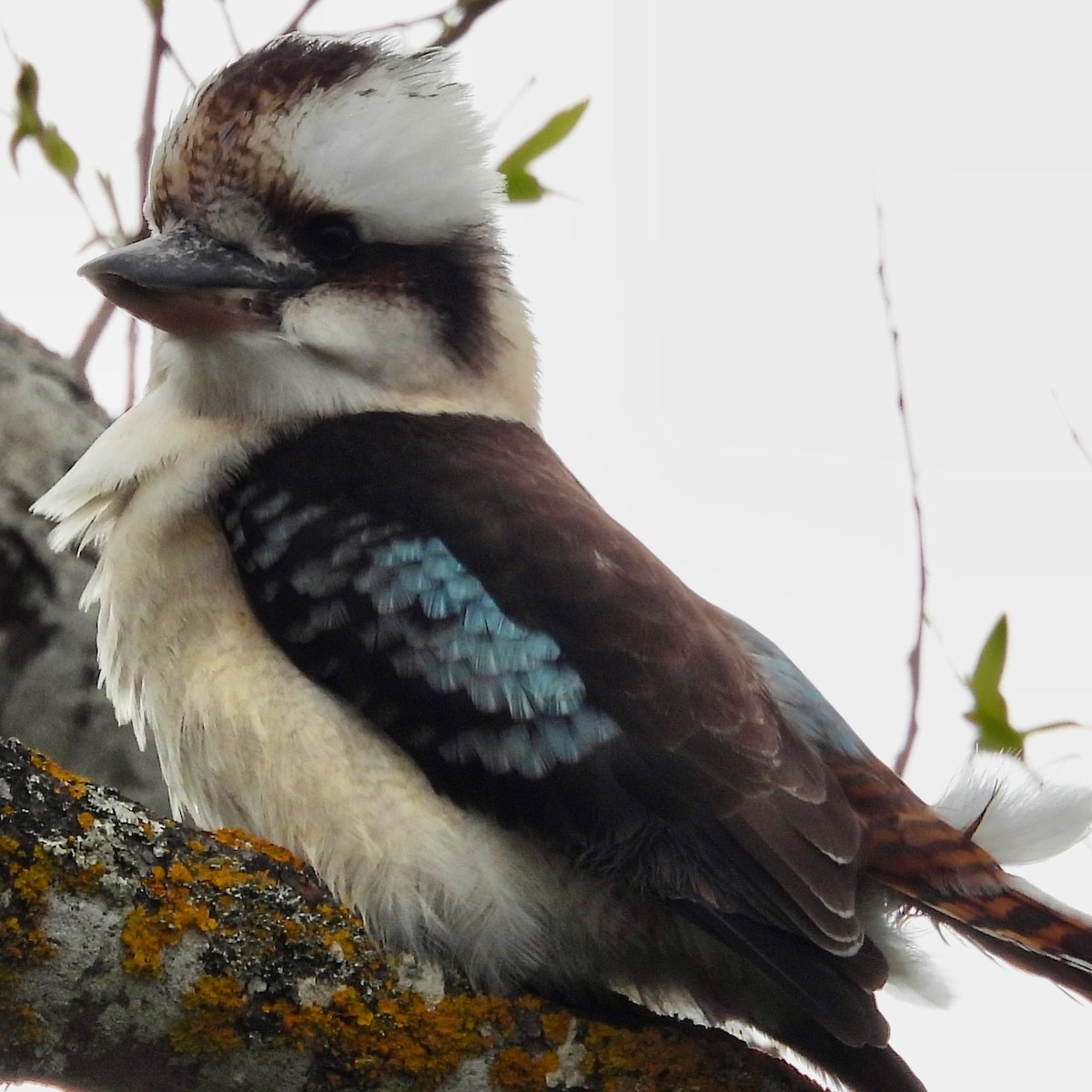 Laughing Kookaburra - ML623512742