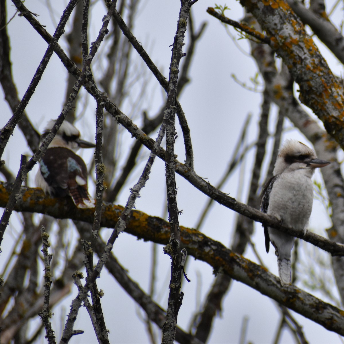 Laughing Kookaburra - ML623512745