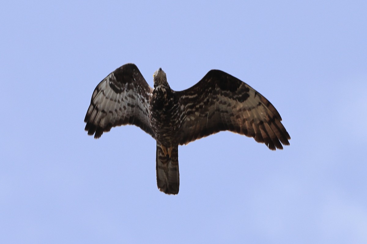 European Honey-buzzard - Paul (Mac) Smith   🦅