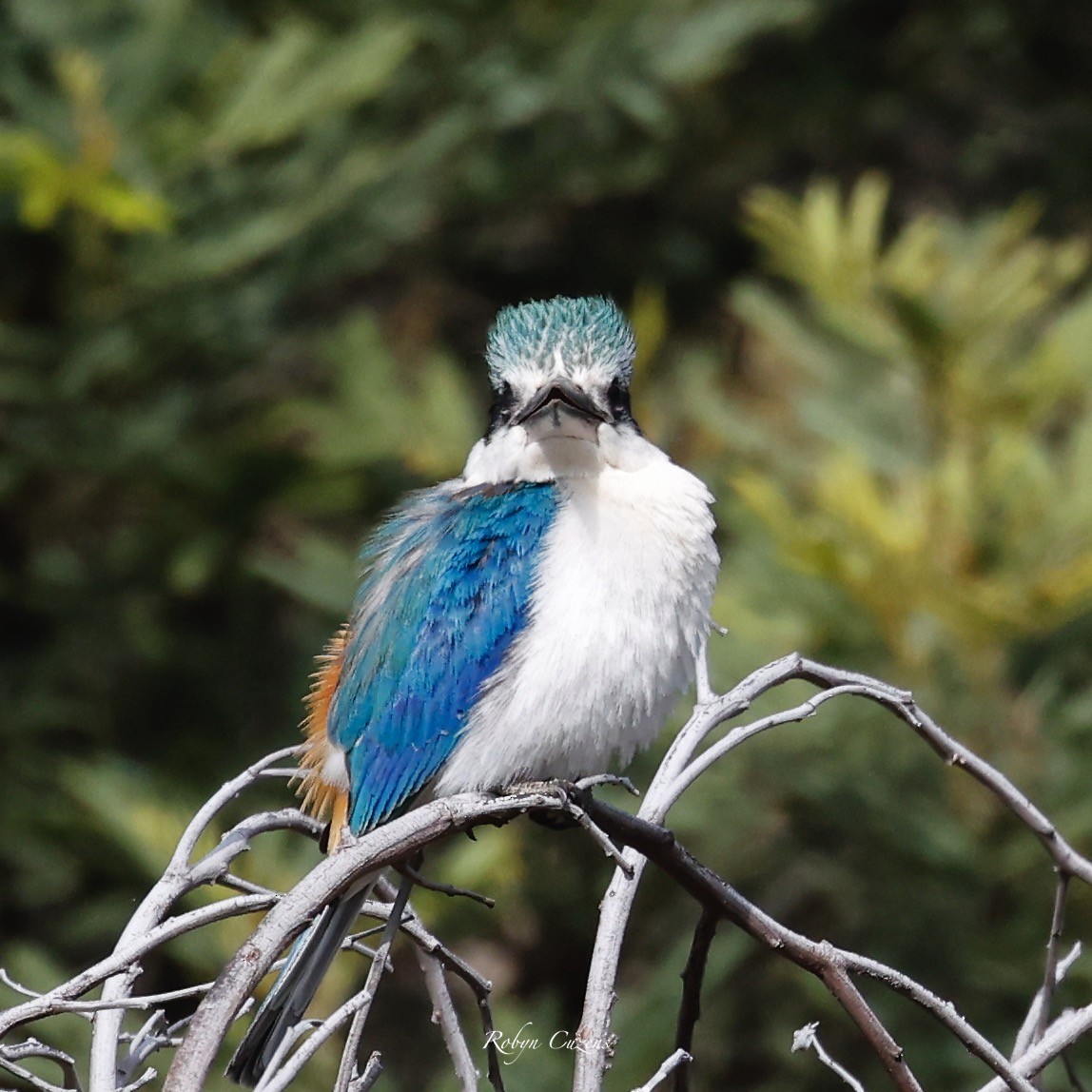 Red-backed Kingfisher - ML623512807