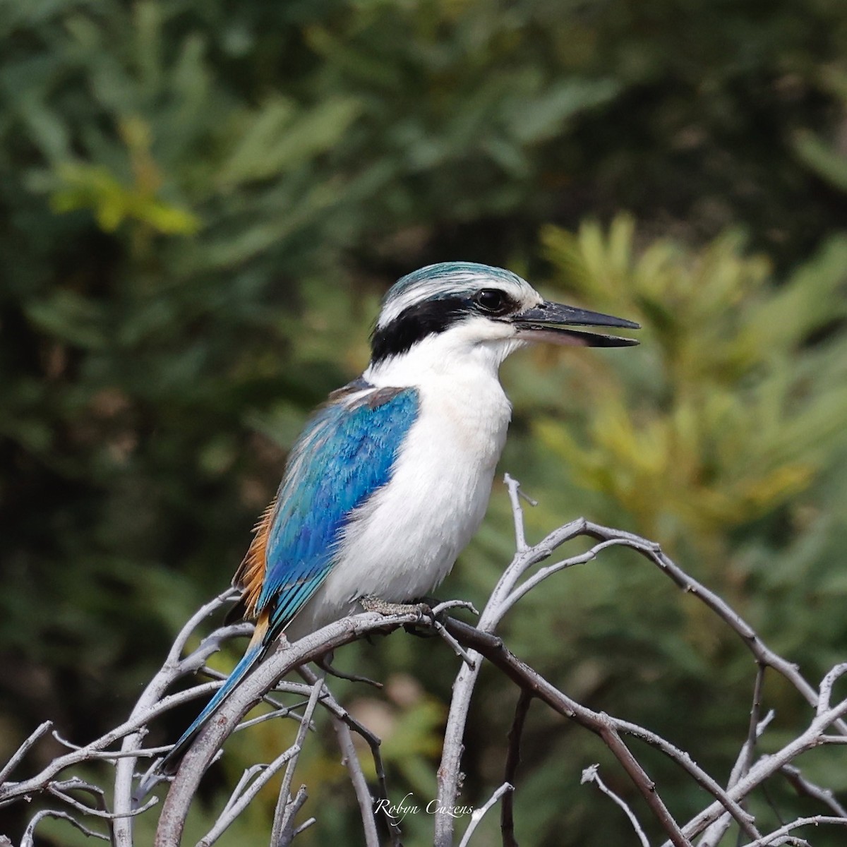 Red-backed Kingfisher - ML623512808