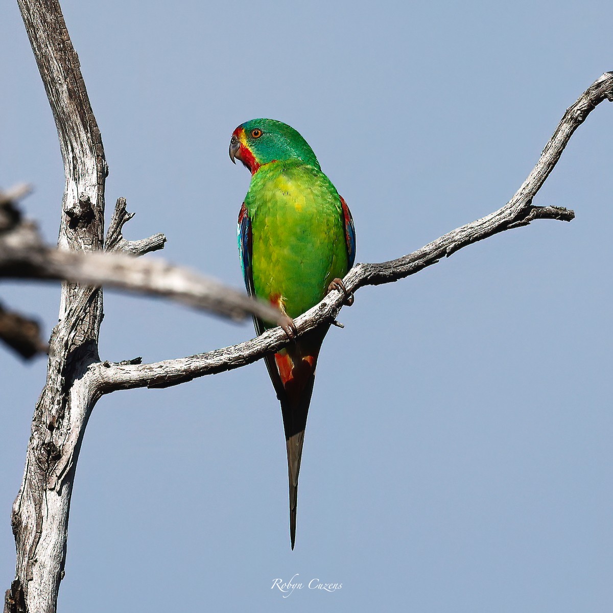 Swift Parrot - ML623512819