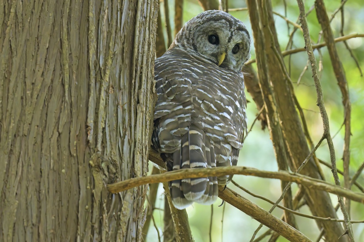 Barred Owl - ML623512867