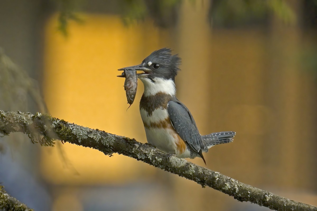 Belted Kingfisher - ML623512881