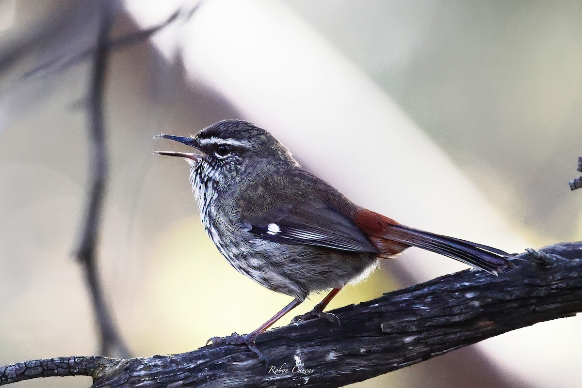 Shy Heathwren - ML623512897