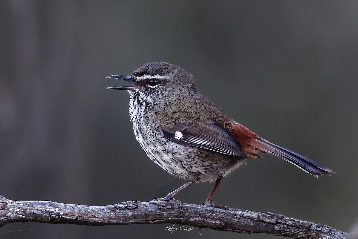 Shy Heathwren - ML623512898