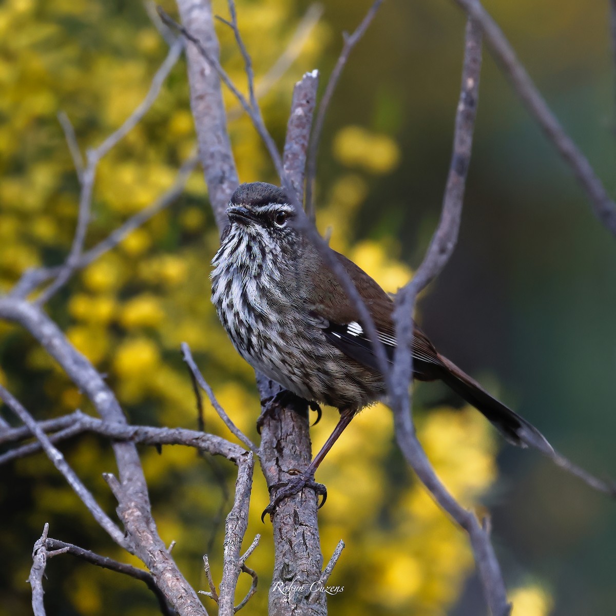 Shy Heathwren - ML623512900