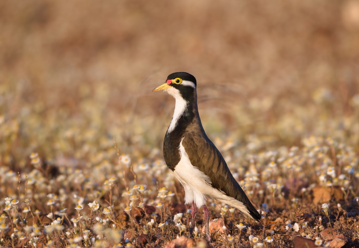 Banded Lapwing - ML623512908