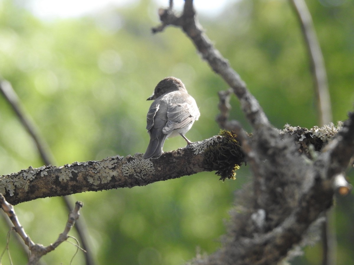 Spotted Flycatcher - Nick Odio