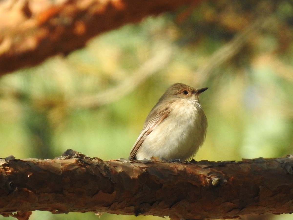 Spotted Flycatcher - Nick Odio