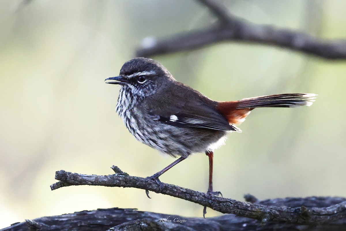 Shy Heathwren - ML623512931